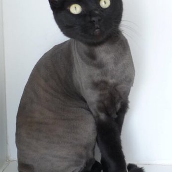 Cat Cuts - Pet Groomers Near Me - St. Albert, Alberta Cat Cuts - Pet Groomers Near Me - St. Albert, Alberta