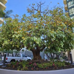 San Diego Tree Service Contractor - Shaped and thinned this Coral Tree Keeping it strong, beautiful, and safe in a high-traffic commercial space.