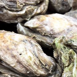 South Carolina Oyster Roast