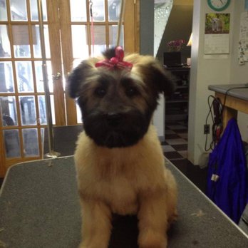 A Diamond in the Ruff - Millie the soft coated wheaton puppy - Pet Groomers Near Me A Diamond in the Ruff - Millie the soft coated wheaton puppy - Pet Groomers Near Me