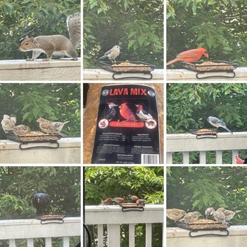 The Backyard Bird Feeder - Lava Mix attracted these birds.  The squirrel passed! - Bird Shops Near Me - Woodbridge, Virginia
