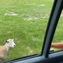 Photo of Mosley's World Famous 'Animal Exit' Farm