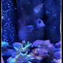 Photo of Congressional Aquarium
