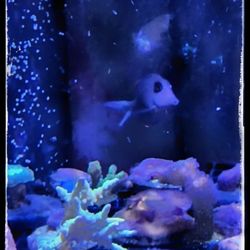 Congressional Aquarium