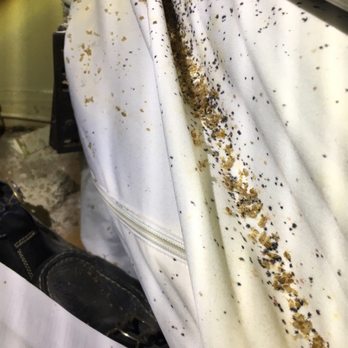 Northeastern Exterminating - Thousands of bed bugs found. Problem was solved! - Pest Control Near Me - Brooklyn, New York