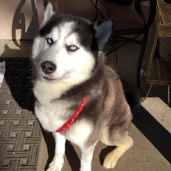 Gentle Groomer - My beautiful girl - Pet Services Near Me - Canby, Oregon Gentle Groomer - My beautiful girl - Pet Services Near Me - Canby, Oregon