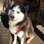 Photo of Gentle Groomer