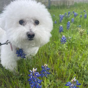 Barks + Bliss Veterinary Wellness - Bella enjoying the Bluebonnets - Veterinarians Near Me - Temple, Texas