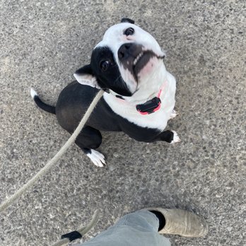 Fetch N' Catch - Picking up my girl after a week of boarding & day school. - A Boston Terrier puppy with a black and white coat is sitting on a textured concrete surface. The puppy is looking up at the camera with a curious expression. The photo is taken from a top-down perspective, showing the person's legs in khaki pants and beige shoes, with a leash attached to the puppy's collar. The setting appears to be outdoors on a paved area. - Pet Sitting Near Me - Bowmansville, New York