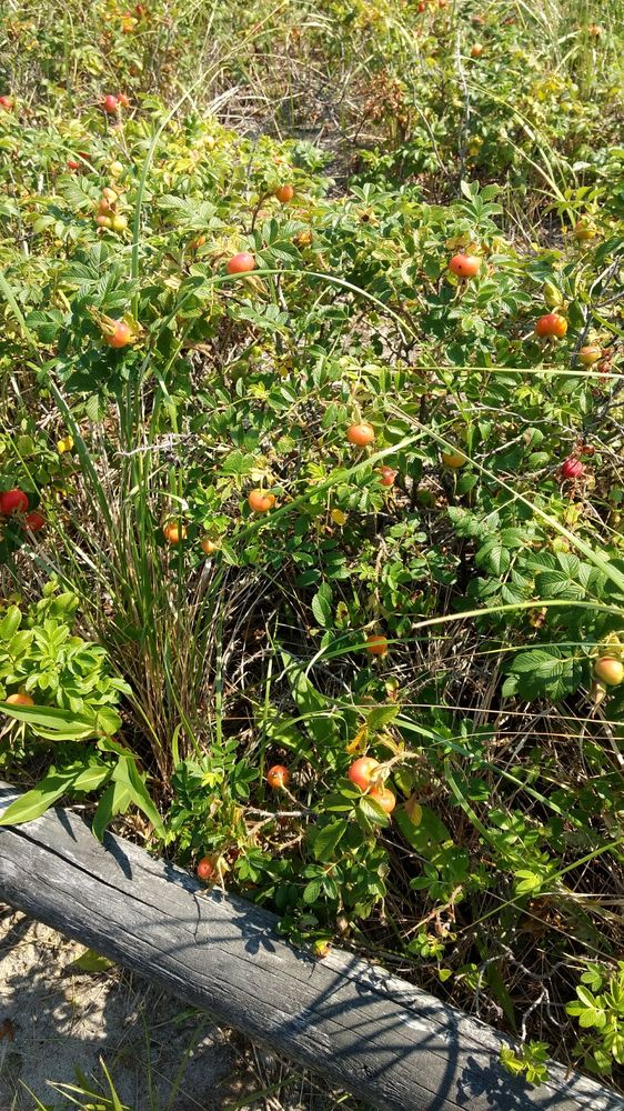 MACKEREL COVE 11 Photos 153 Beavertail Rd, Jamestown, RI Yelp