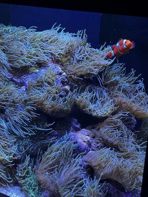 Mote Marine Laboratory & Aquarium by null