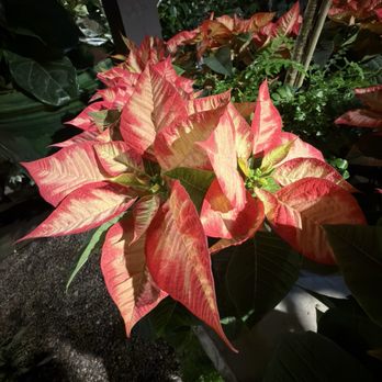 Roger's Gardens - Poinsettia - Nurseries & Gardening Near Me - Corona Del Mar, California