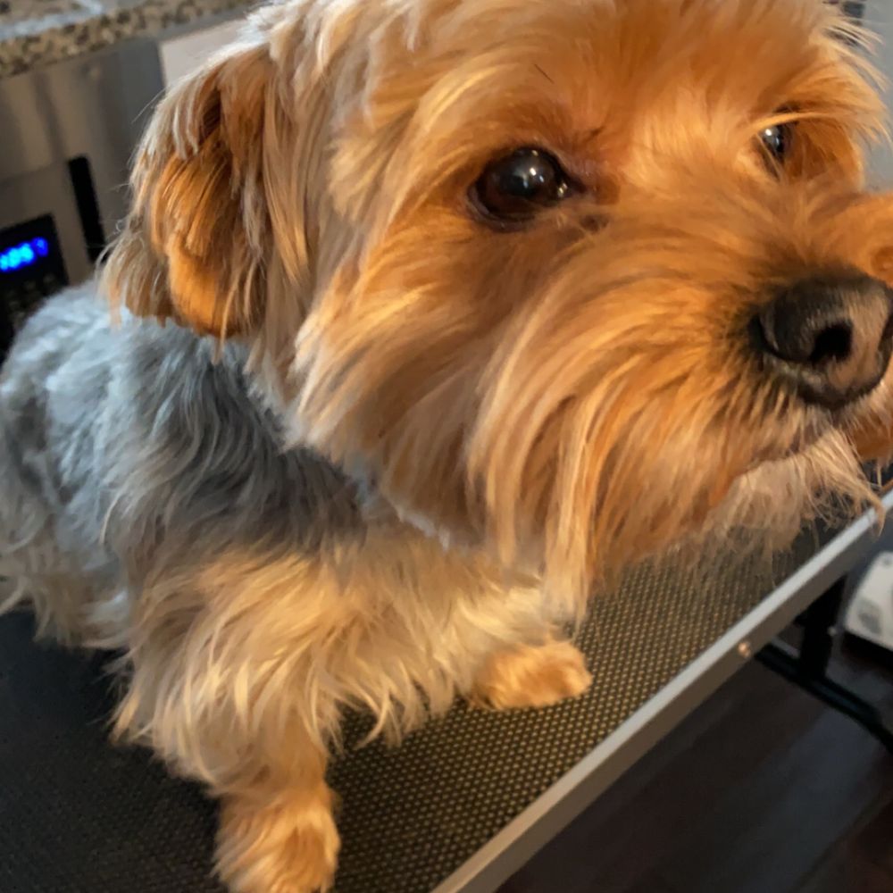 Stacys Dog Grooming - Pet Groomers Near Me - Shorewood, Illinois