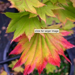 Mendocino Maples Nursery - Full Moon Maple