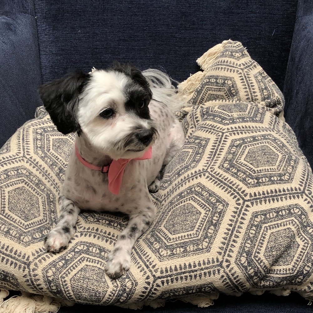 After grooming! So cute! After grooming! So cute!