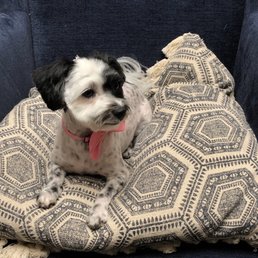 After grooming! So cute!