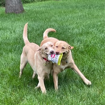 Avon Kennels - Archer and Wyatt - Pet Breeders Near Me - Somerdale, Ohio
