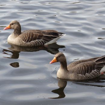 Bramfelder See - Lakes Near Me - Hamburg, HH