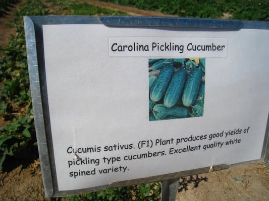 Gilcrease Orchard by null