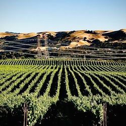 The Olivina - Olivina vineyards