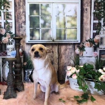 Royalty Groomers - My Buddy after his first grooming ever! Mahalo Jade and Royalty Groomers - Pet Groomers Near Me - Waipahu, Hawaii