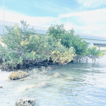Bayside Park - Beach at Bayside Park, mangroves by bridge, Bellair Beach Island, Tampa Bay - Parks Near Me - Belleair Beach, Florida Bayside Park - Beach at Bayside Park, mangroves by bridge, Bellair Beach Island, Tampa Bay - Parks Near Me - Belleair Beach, Florida