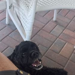 Hurricane Cafe - Happy pup