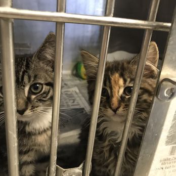 Animal Services - Cute kittens - Animal Shelters Near Me - San Bernardino, California Animal Services - Cute kittens - Animal Shelters Near Me - San Bernardino, California