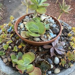 Plants outside