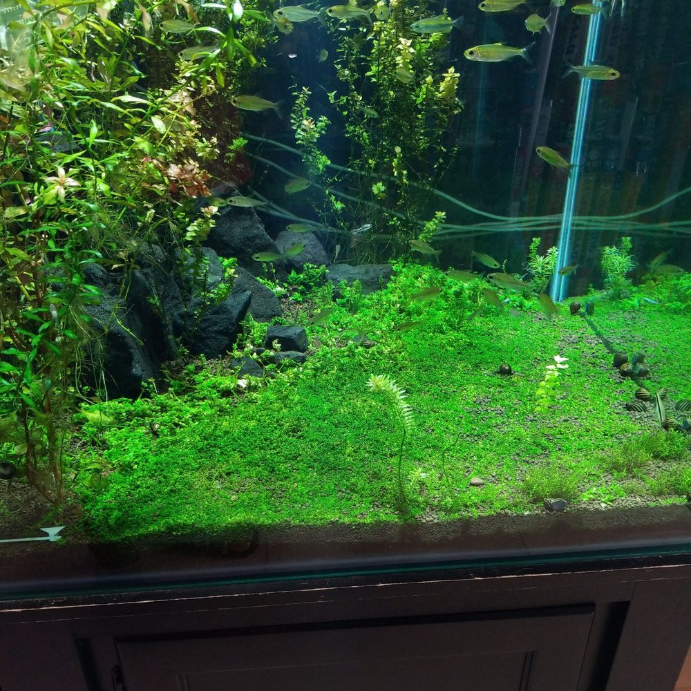 Monster Aquarium - Aquarium Services Near Me - Flushing, New York Monster Aquarium - Aquarium Services Near Me - Flushing, New York