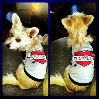 PetSmart - My rescued boy! - Pet Training Near Me - Oceanside, California PetSmart - My rescued boy! - Pet Training Near Me - Oceanside, California