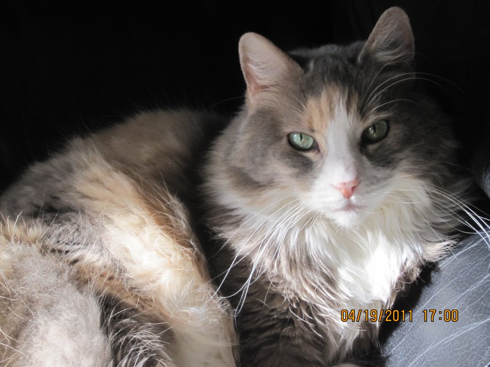 VISTA VETERINARY HOSPITAL Updated August 2024 10 Photos & 31 Reviews 5603 W Canal Dr