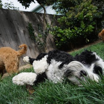 Wiggling Tails - Pet Boarding Near Me