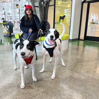 Fluffology - Handsome Buddy & Gorgeous Bella - Pet Groomers Near Me - North Hollywood, California Fluffology - Handsome Buddy & Gorgeous Bella - Pet Groomers Near Me - North Hollywood, California