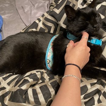 Happy Pet's Playland - Pet Sitting Near Me - Willis, Texas Happy Pet's Playland - Pet Sitting Near Me - Willis, Texas