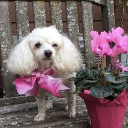 Prudence & Heart - Caeleigh a toy poodle