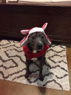 doctor bill's pet infirmary