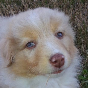 Goode Dog Training - Pet Training Near Me
