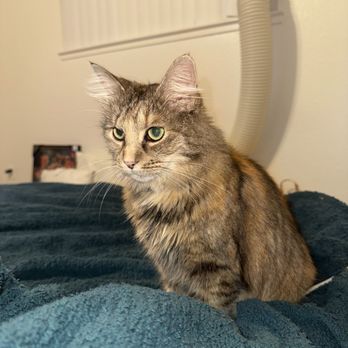 TJ's Mobile Grooming - Domestic Longhair cat grooming - Pet Groomers Near Me - Oceanside, California