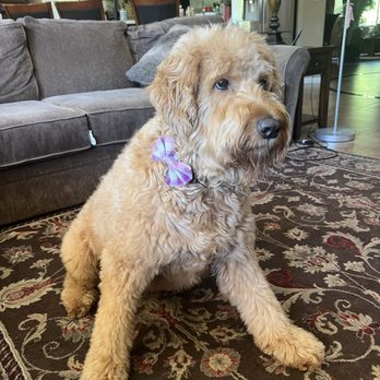 Custom Clips Pet Grooming - Cute little bow with her fresh blow out. - Pet Groomers Near Me - Las Vegas, Nevada Custom Clips Pet Grooming - Cute little bow with her fresh blow out. - Pet Groomers Near Me - Las Vegas, Nevada