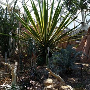 Mitchell Park Domes - Agave.....easily 9 feet by 9 feet! - Parks Near Me - Milwaukee, Wisconsin