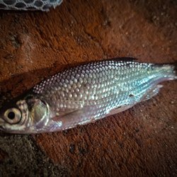 Son of a Gun Bait Shop - Shiner minnows available year round!