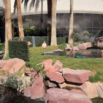 Flamingo - Flamingos - Hotels Near Me - Las Vegas, Nevada