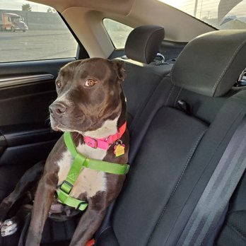 A Path 4 Paws - Her going home with us - Animal Shelters Near Me - Amargosa Valley, Nevada