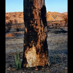 After the Bobcat Fire. Life is beginning again.
