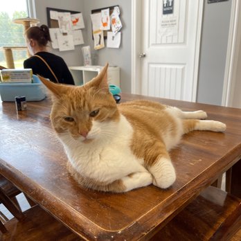 Purrfect Cup - One of the lucky contestants. - Cafes Near Me - Fredericton, New Brunswick