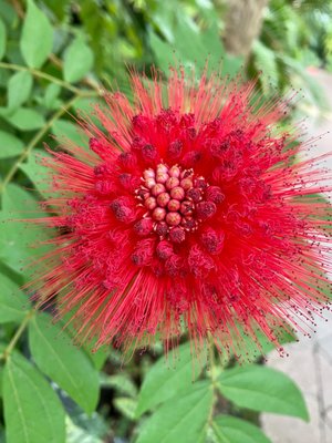 Buffalo and Erie County Botanical Gardens by null