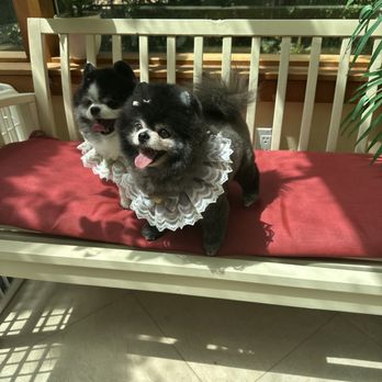 Pawfect Grooming - Pet Groomers Near Me - Bellevue, Washington Pawfect Grooming - Pet Groomers Near Me - Bellevue, Washington