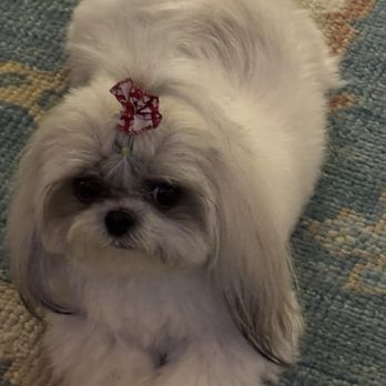 Fancy Paws Grooming Salon - My 18 month old girl, Brie! - Pet Groomers Near Me - Lake Wylie, South Carolina Fancy Paws Grooming Salon - My 18 month old girl, Brie! - Pet Groomers Near Me - Lake Wylie, South Carolina