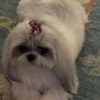 Photo of Fancy Paws Grooming Salon